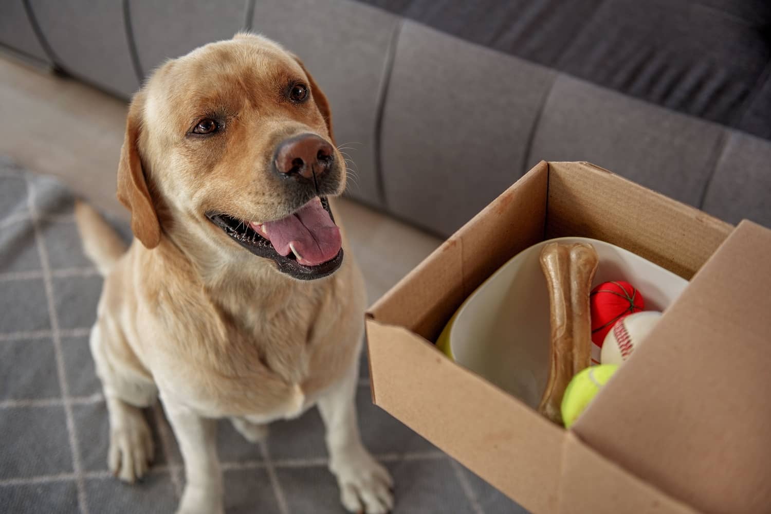 Dog being presented with a box of toys and treats ready for moving home